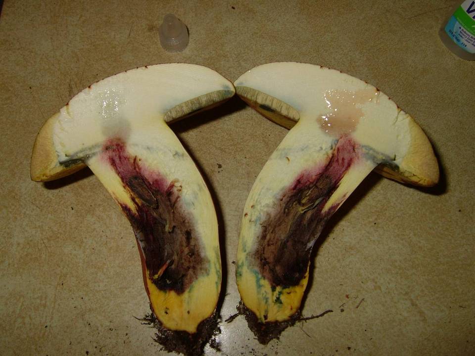 Lanmaoa pallidorosea image
