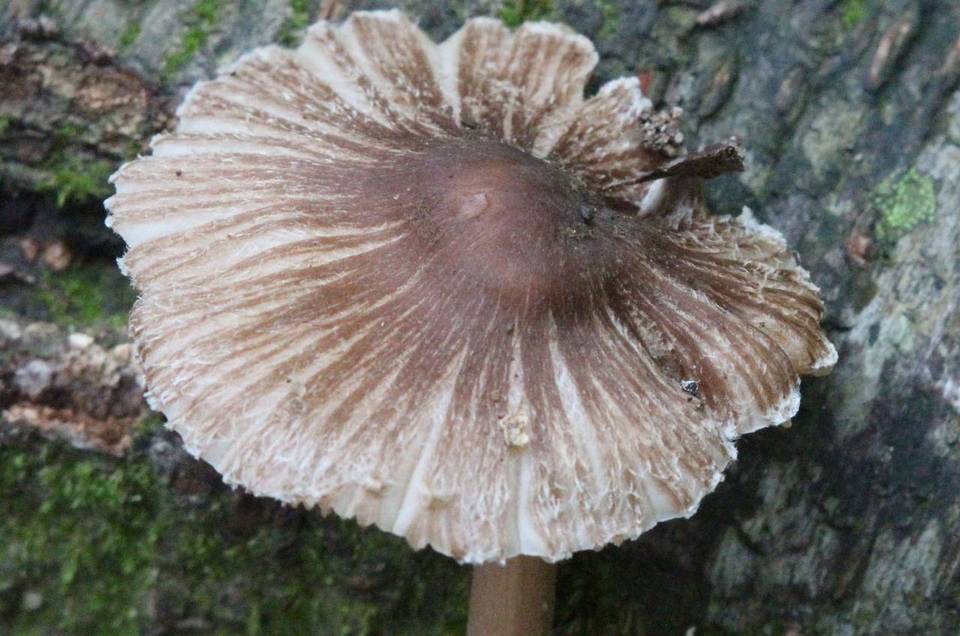 Inocybe asterospora image