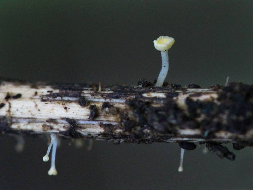 Hymenoscyphus repandus image