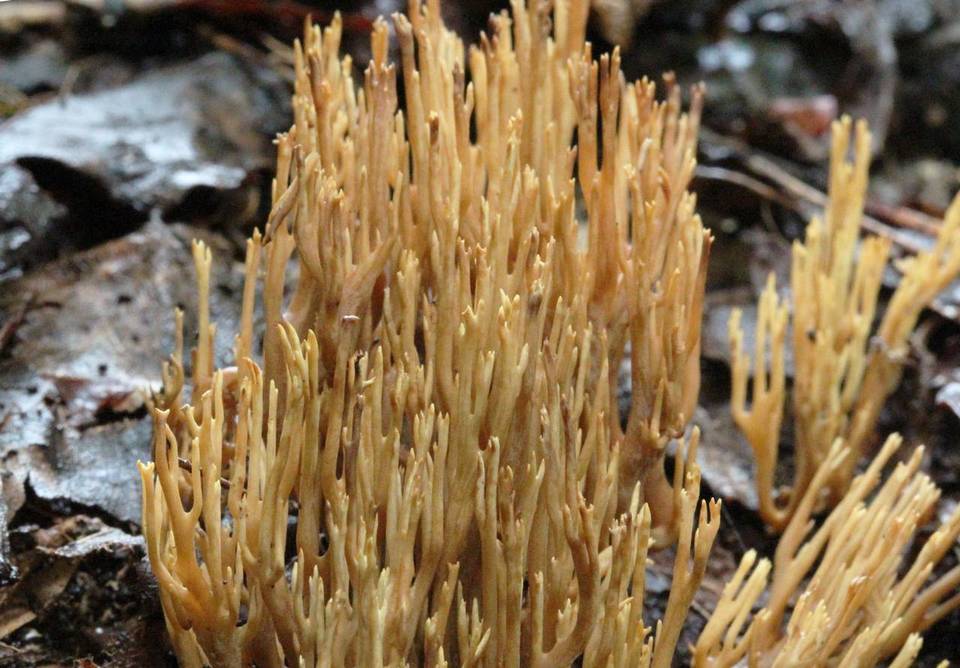 Ramaria flaccida image