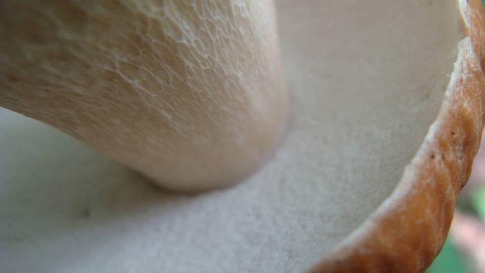 Boletus nobilissimus image