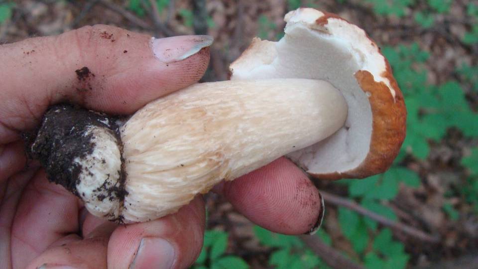 Boletus nobilissimus image