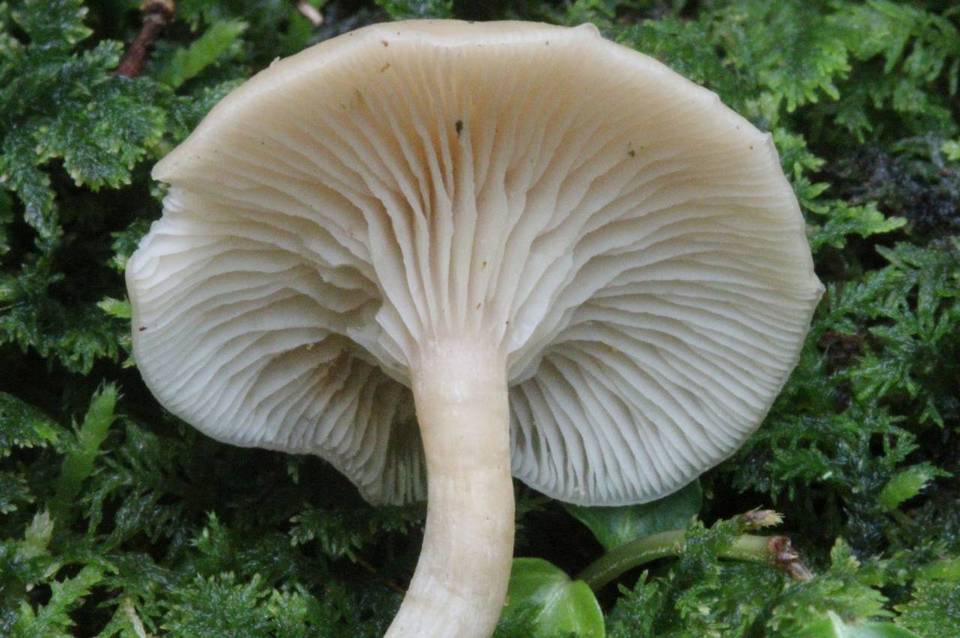 Clitocybe subbulbipes image