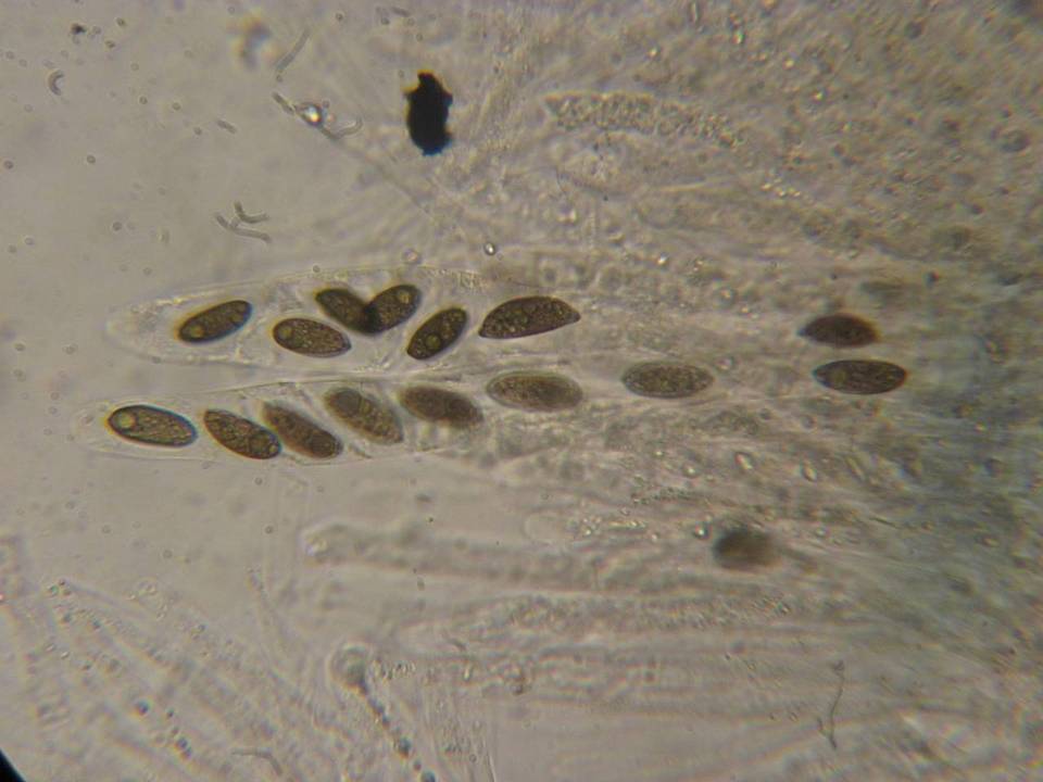 Rosellinia diathrausta image