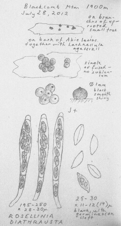 Rosellinia diathrausta image