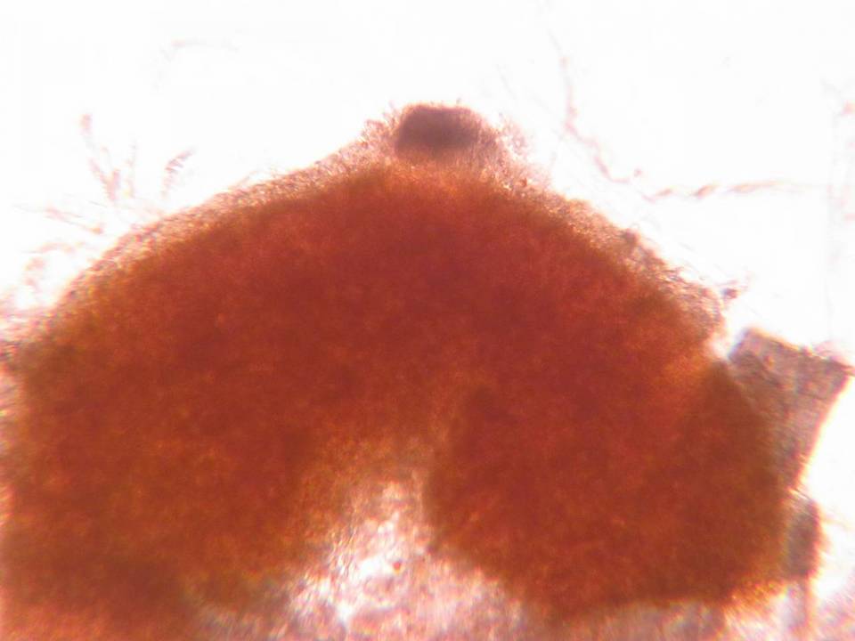 Nectriella sceptri image