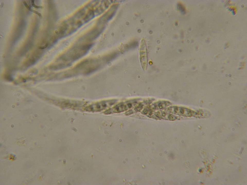 Nectriella sceptri image
