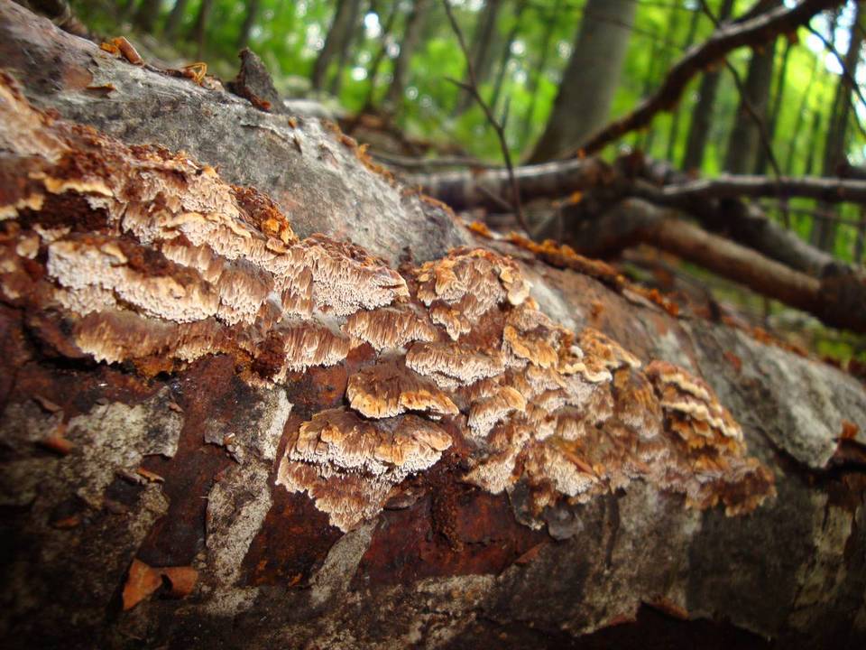 Mensularia nodulosa image