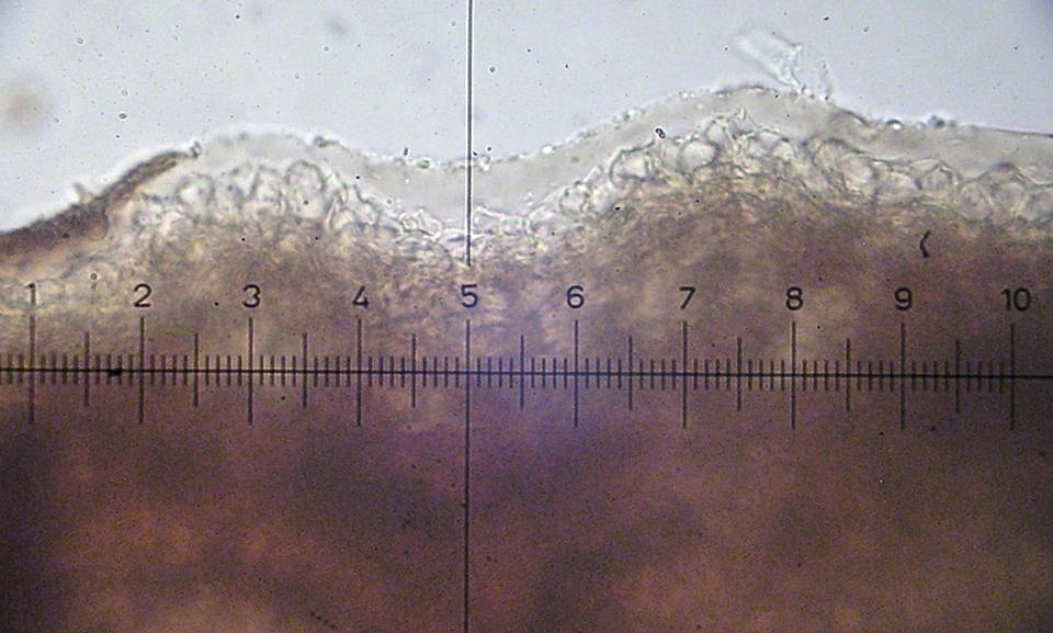 Bolbitius viscosus image