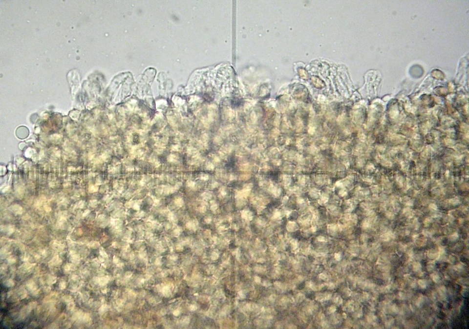 Bolbitius viscosus image