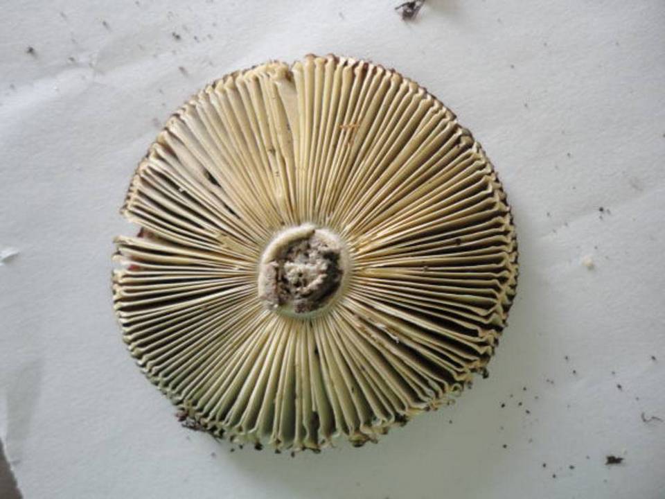 Russula rubescens image