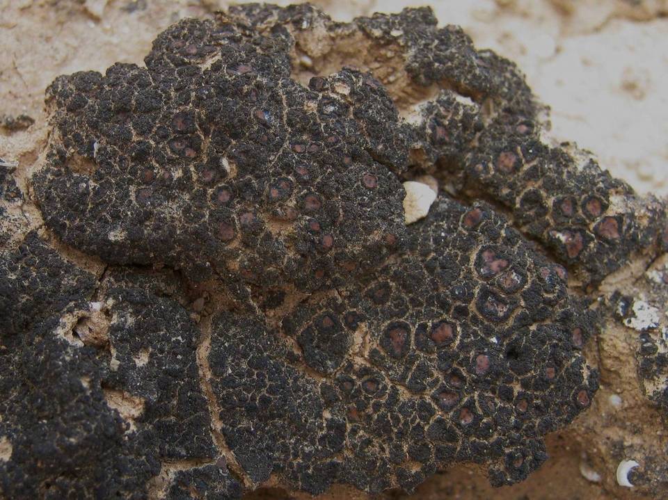 Catapyrenium lachneum image