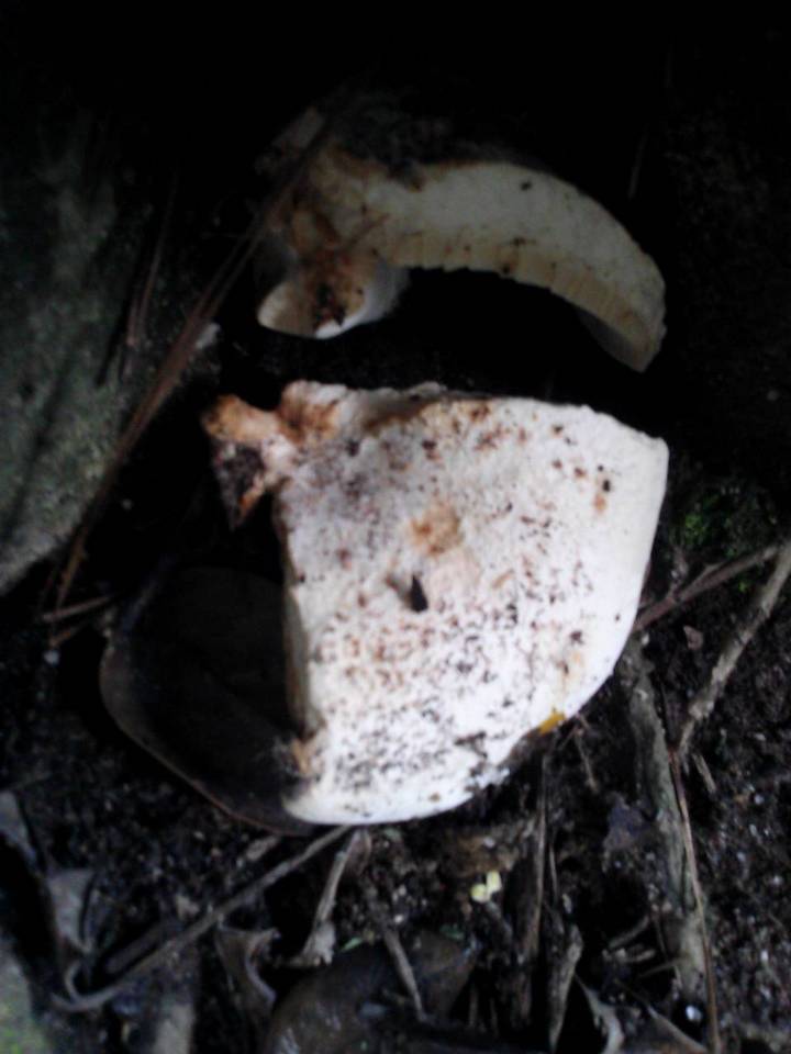 Leucopaxillus albissimus var. lentus image