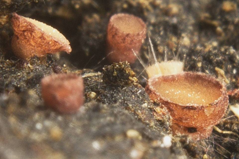 Pseudombrophila theioleuca image