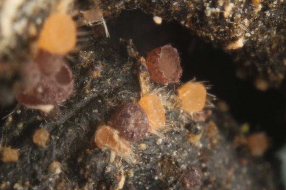 Pseudombrophila theioleuca image