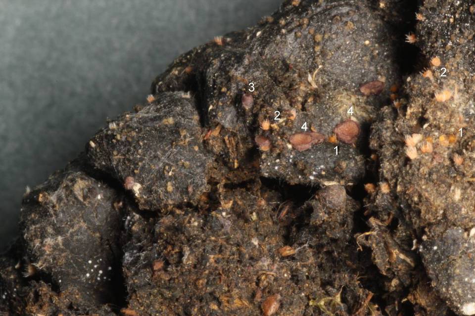 Pseudombrophila theioleuca image