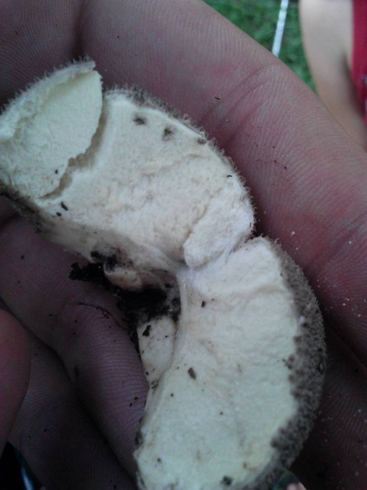 Lycoperdon caudatum image
