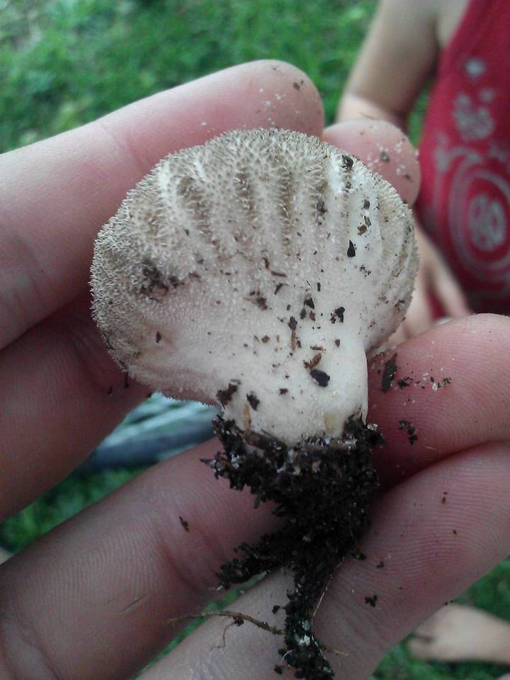 Lycoperdon caudatum image