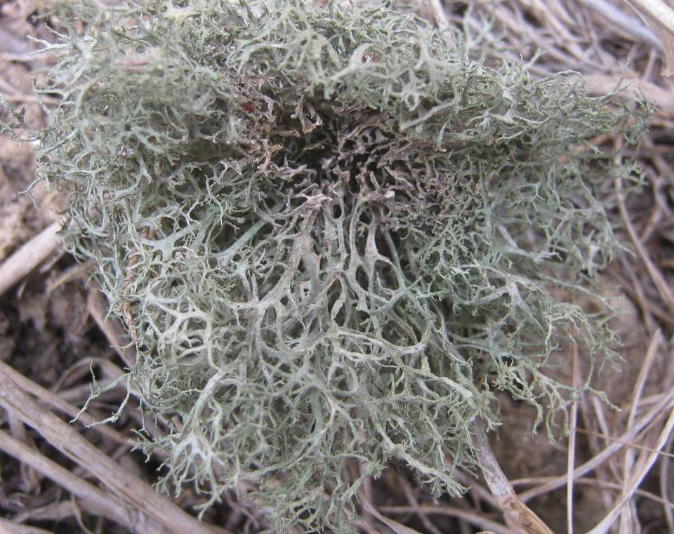 Tornabea image