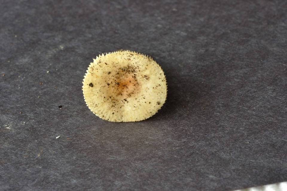 Russula pallescens image