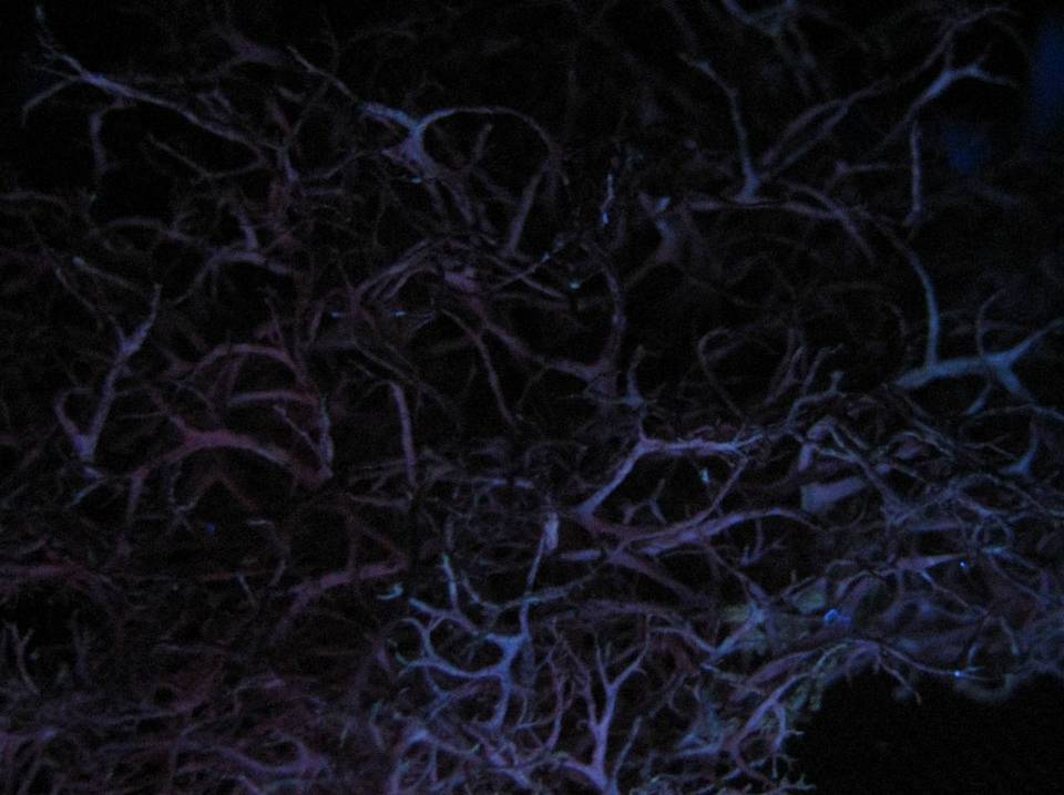 Tornabea image