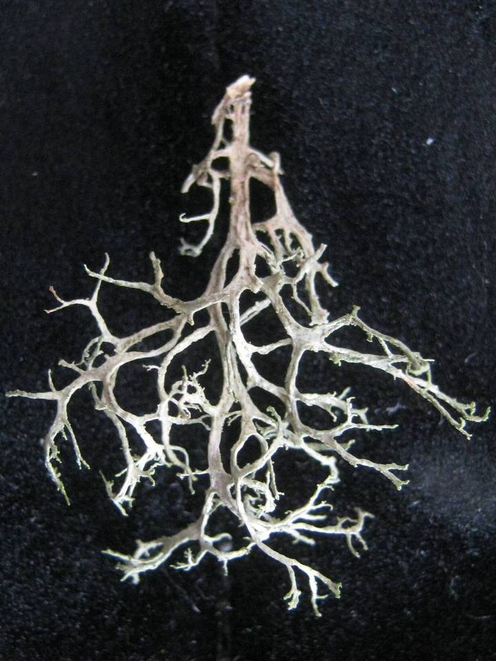 Tornabea scutellifera image