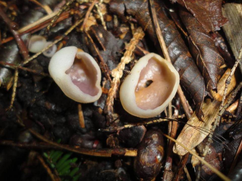 Peziza tenacella image