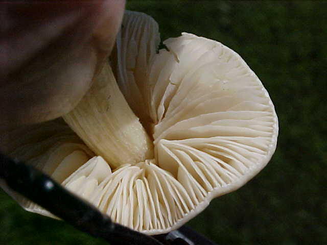 Collybia oregonensis image