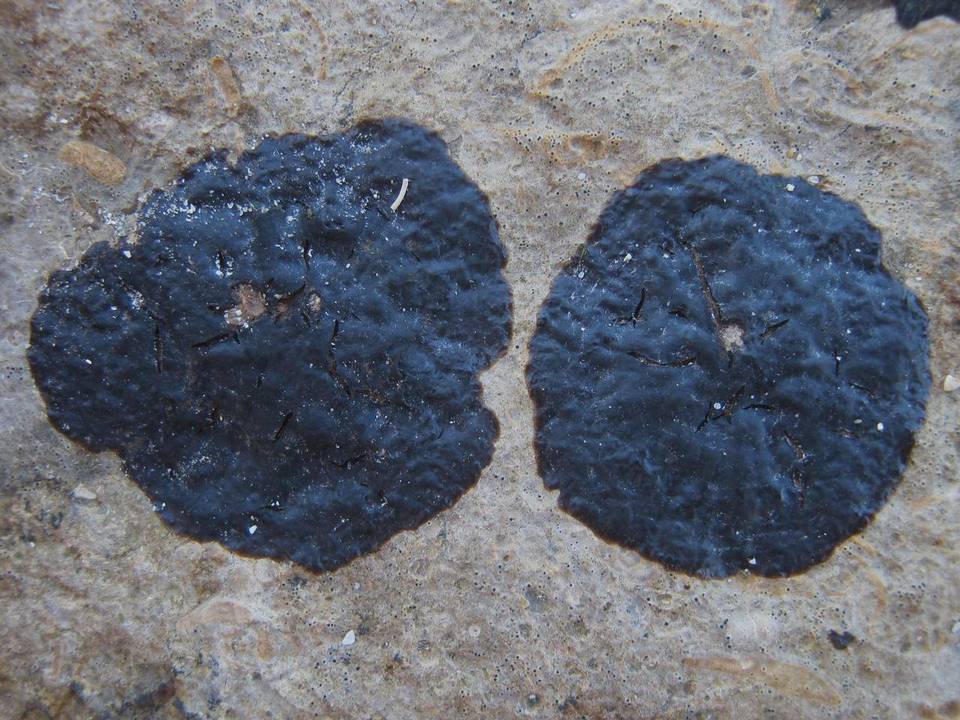 Wahlenbergiella mucosa image