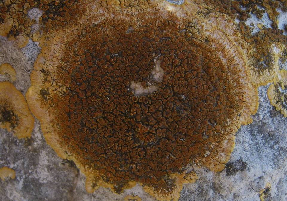 Caloplaca aurantia image