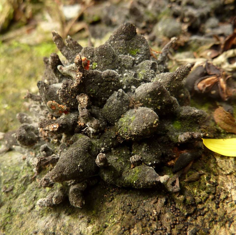 Diderma globosum image