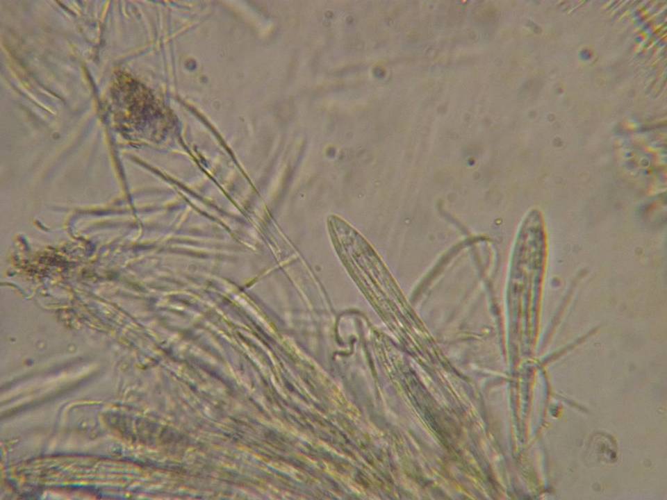 Colpoma crispum image