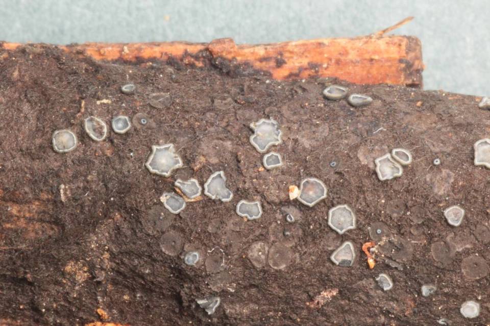 Mollisia fusca image