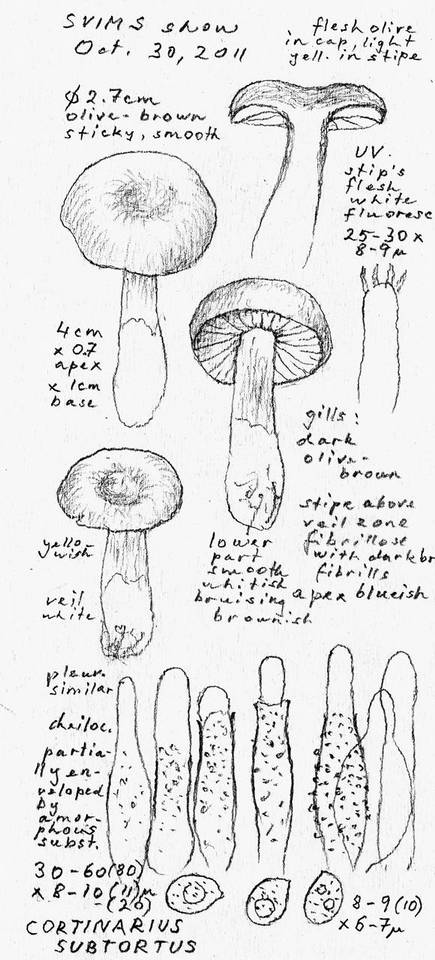 Cortinarius subtortus image