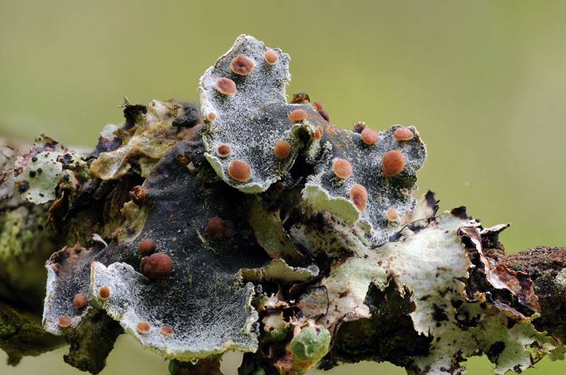 Erioderma pedicellatum image
