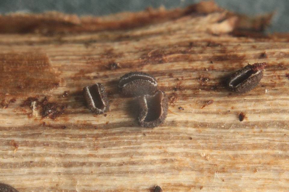 Belonopsis graminea image