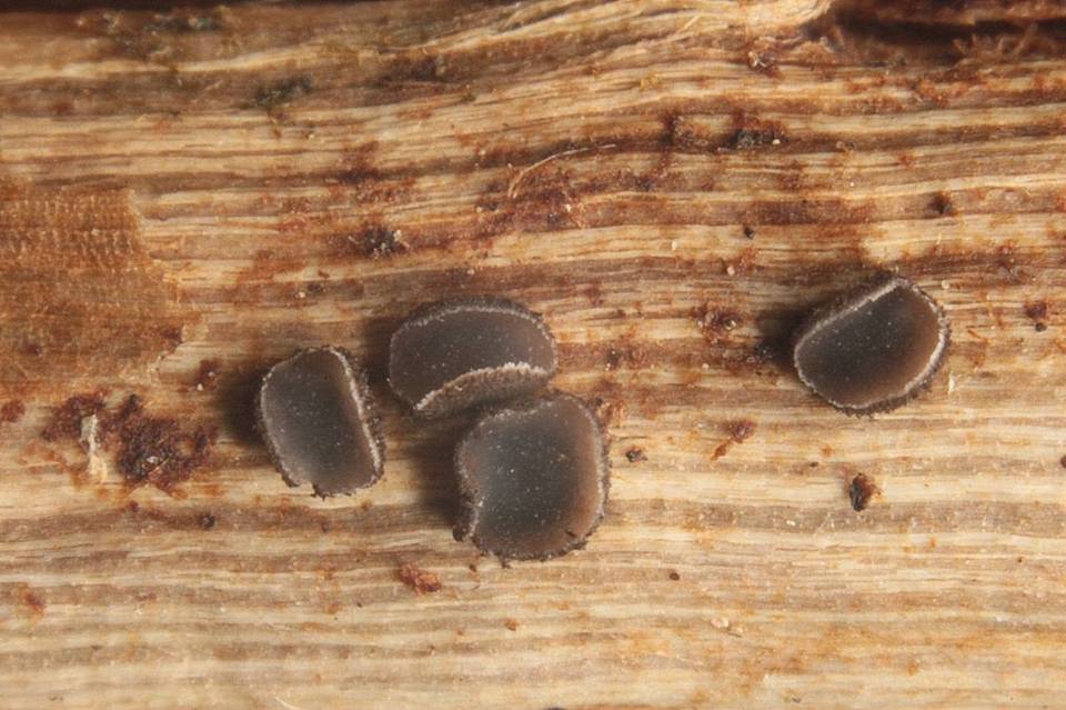 Belonopsis graminea image