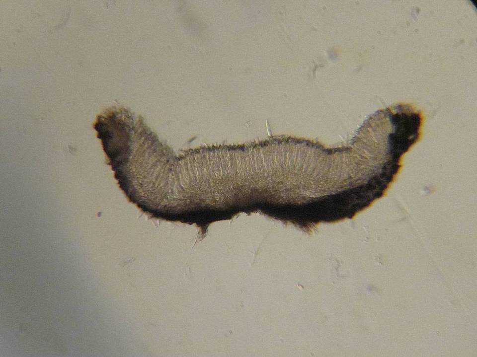 Belonopsis graminea image