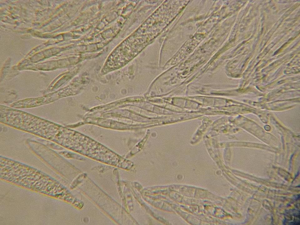 Belonopsis graminea image