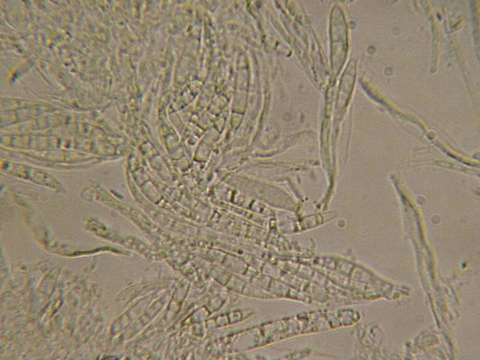 Belonopsis graminea image
