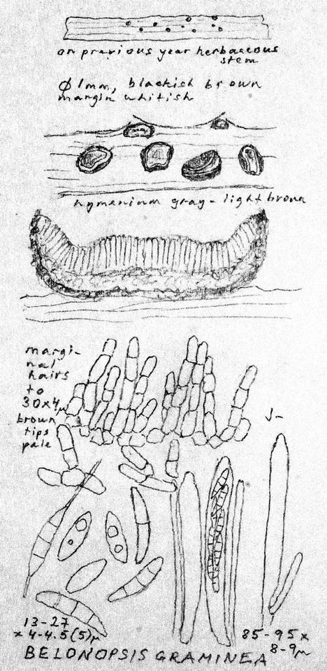 Belonopsis graminea image