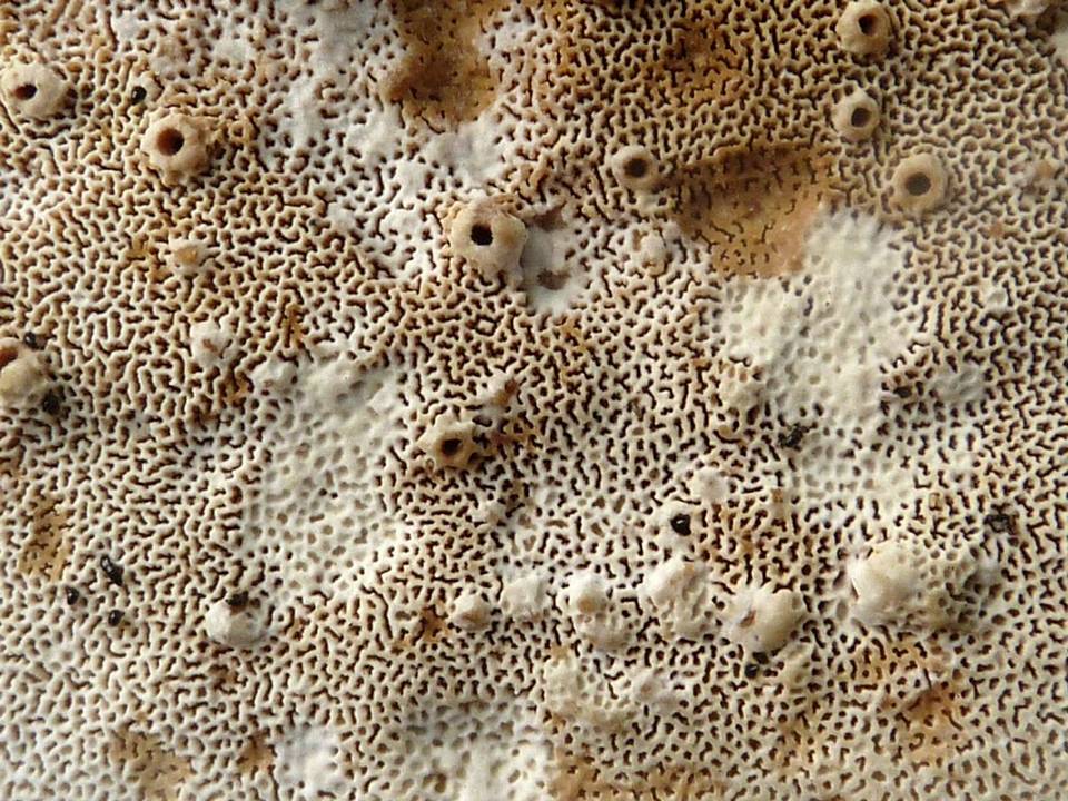 Funalia polyzona image