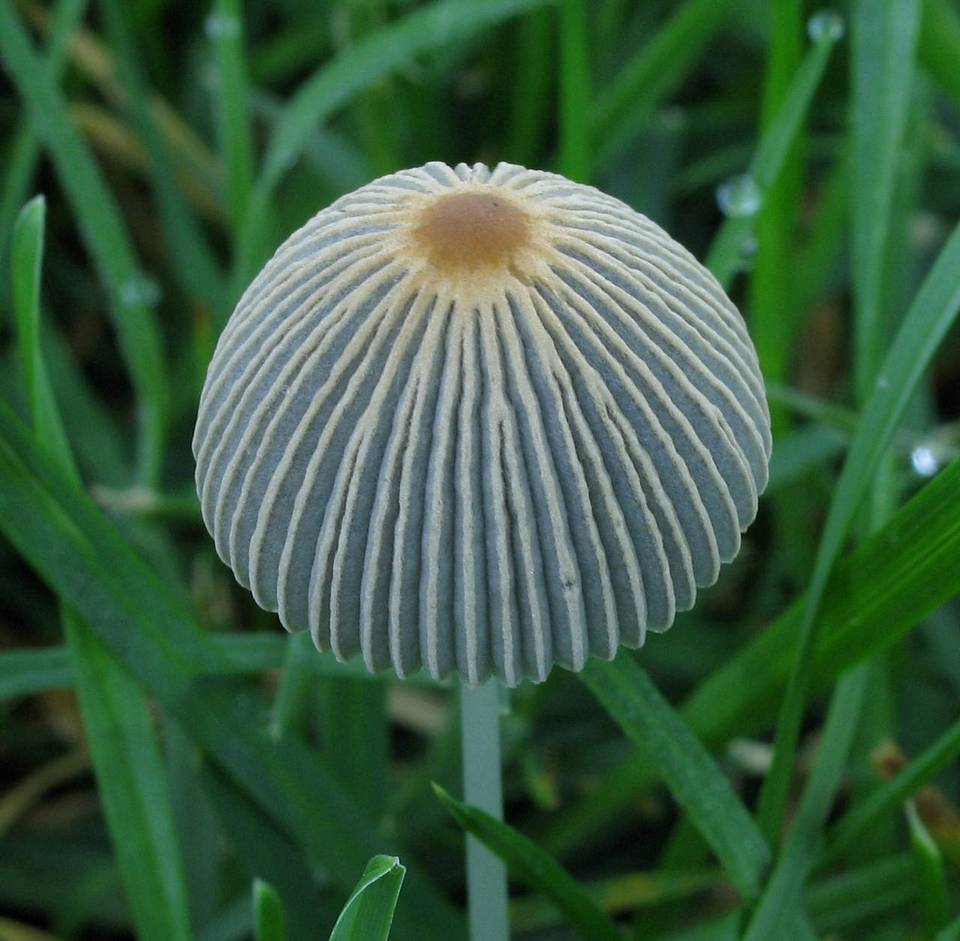 Parasola schroeteri image