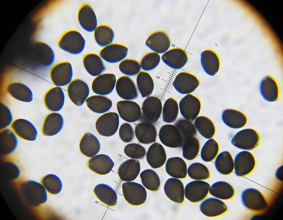 Parasola schroeteri image