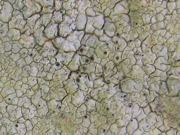 Pertusaria amarescens image