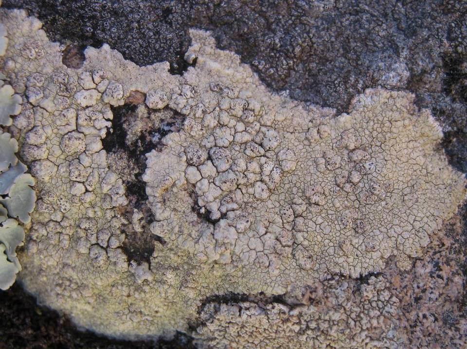 Pertusaria flavicans image