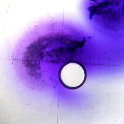 Ophioparma rubricosa image