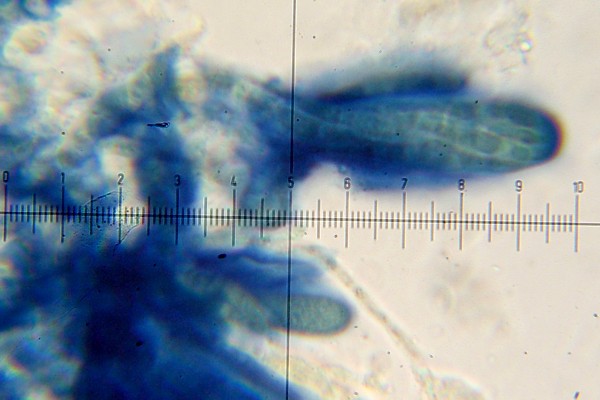 Ophioparma rubricosa image