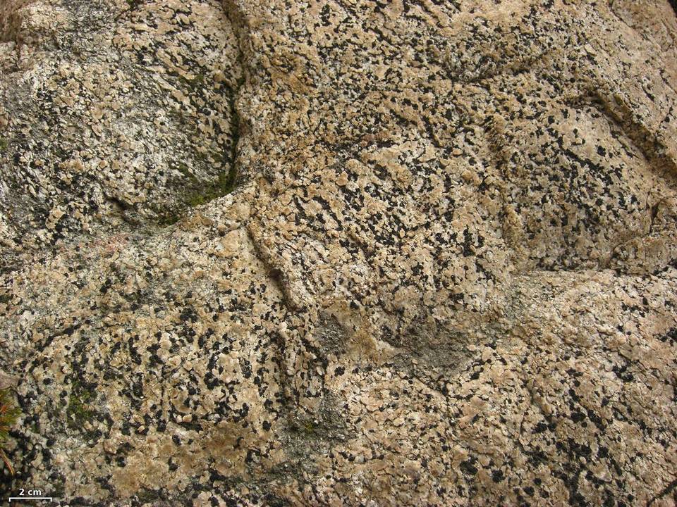 Sarcogyne privigna image