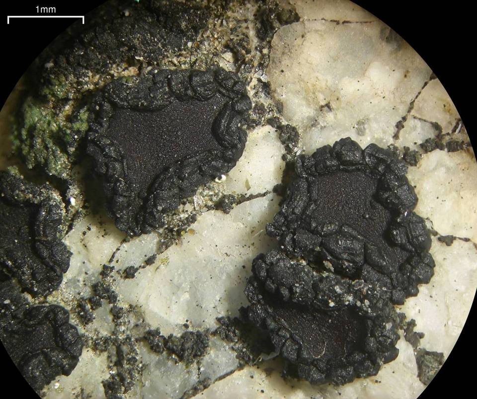 Sarcogyne privigna image